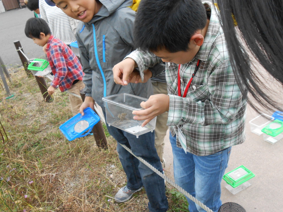 昆虫採取2.JPG