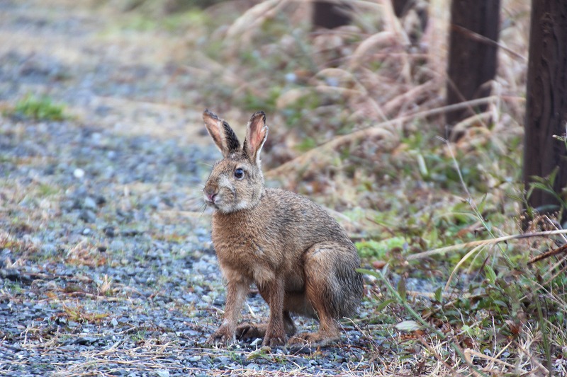 野兎.jpg