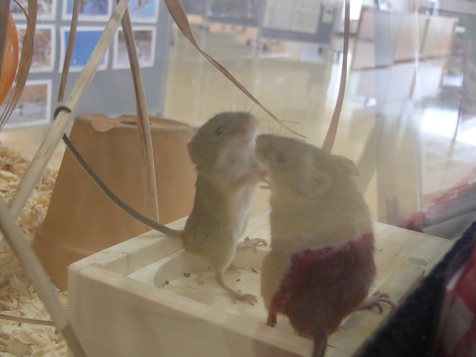 こんなふうにも使えるの.JPGのサムネイル画像