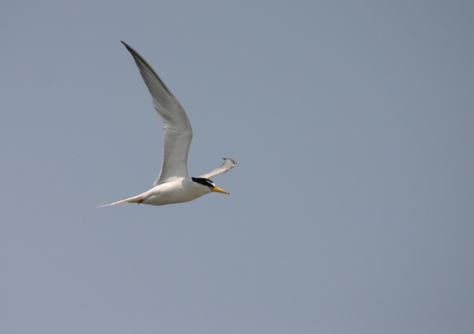 飛翔.jpgのサムネイル画像