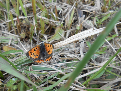 出会い.JPGのサムネイル画像