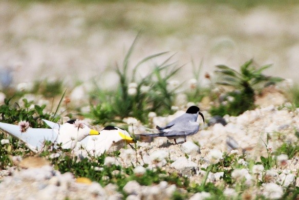 5月2番.jpgのサムネイル画像