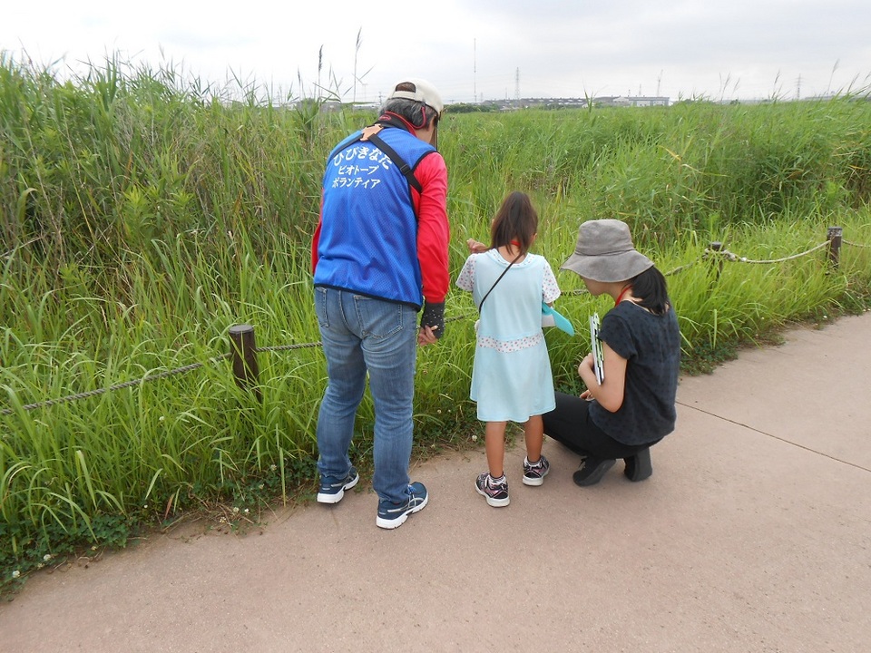 草花観察会2.JPG