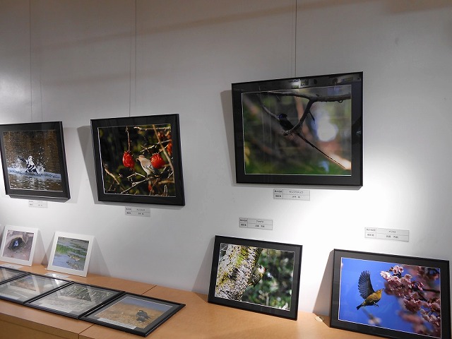 北九州野鳥の会写真展1.jpg