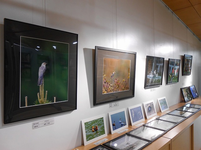 北九州野鳥の会写真展2.jpg