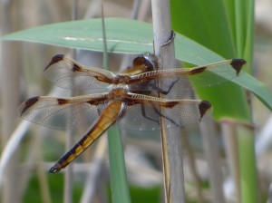 ベッコウトンボ