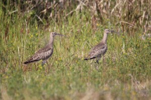 チュウシャクシギ２５年４月２６日 (640x427)