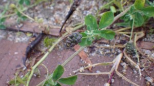 コメツブウマゴヤシ