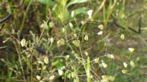 ヒメコバンソウ