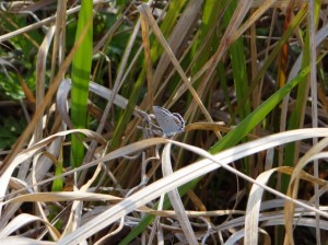 ツバメシジミ (640x479)