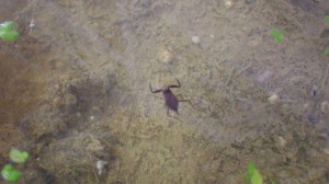 タイコウチの赤ちゃん