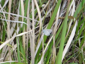 ヤマトシジミ (640x479)