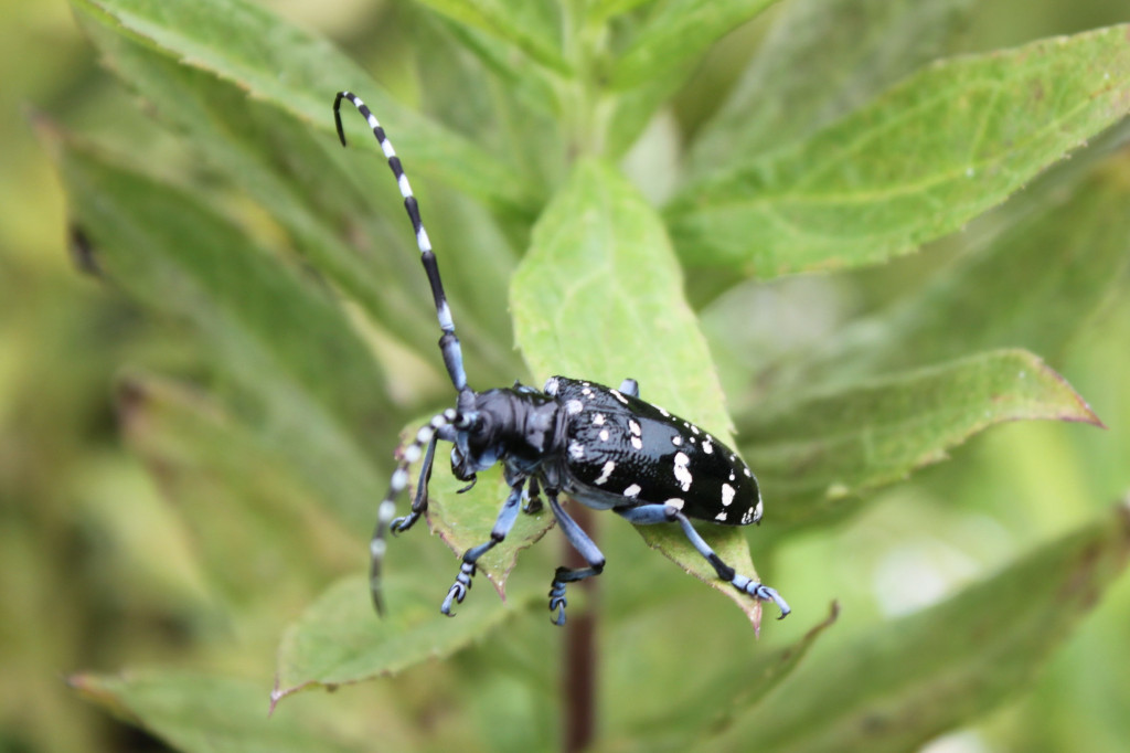 ゴマダラカミキリ