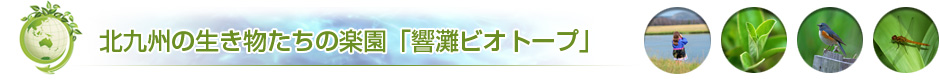 北九州の生き物たちの楽園「響灘ビオトープ」